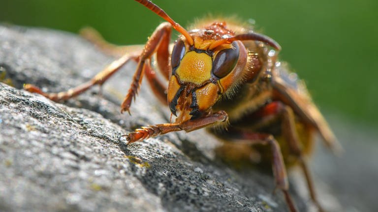 Insekten: Nahaufnahme einer Hornisse. Hornissen gehören zu den Wespen und stehen unter Artenschutz.