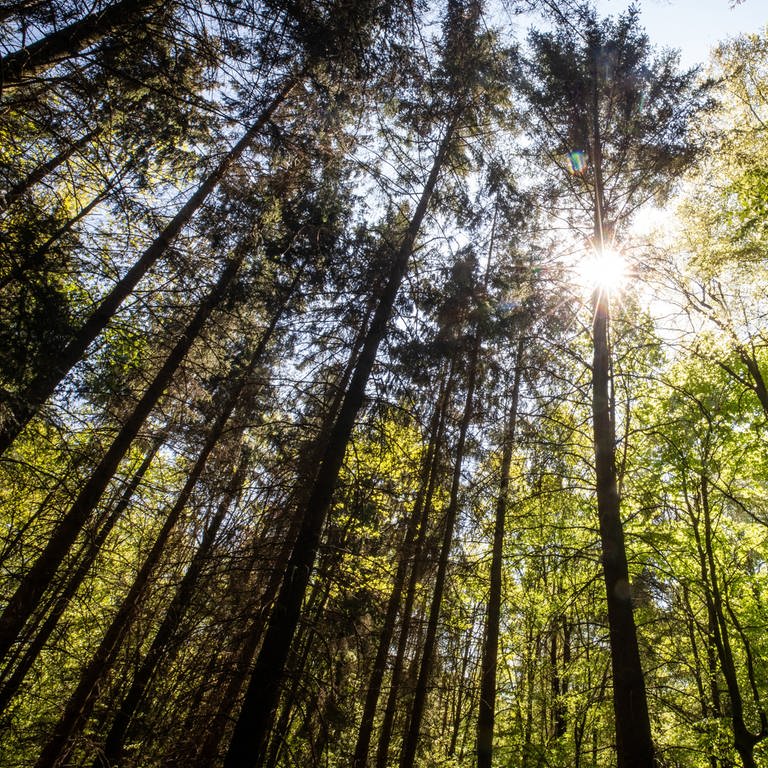 Die Sonne strahlt durch Bäume in einem Waldstück.  (Foto: dpa Bildfunk, picture alliance/dpa | Christoph Schmidt)