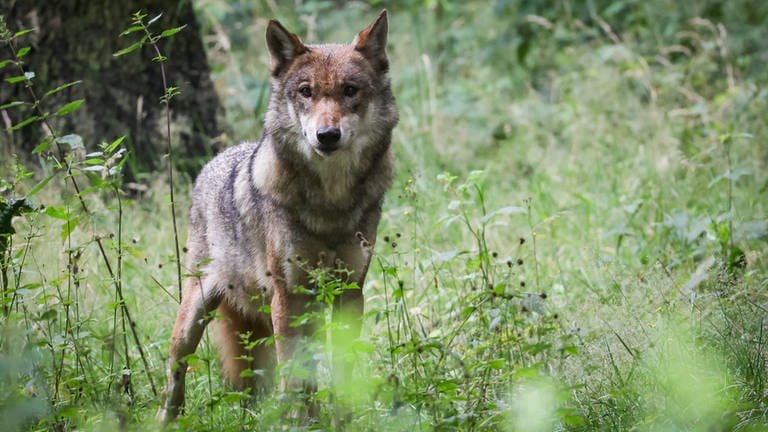 Eine ausgewachsener weiblicher Wolf steht in seinem Gehege im Tierpark.
