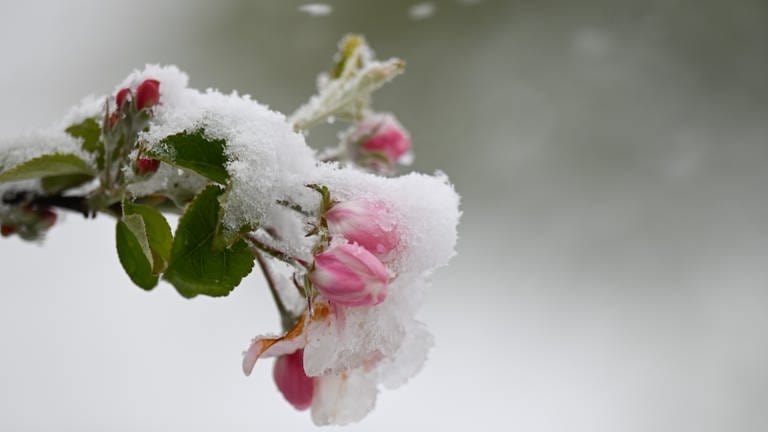 Schnee liegt auf den Blüten eines Apfelbaums.