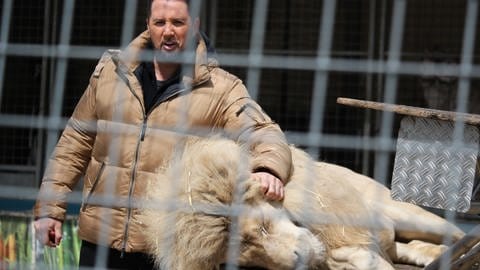 Löwendompteur des Circus Krone Martin Lacey streichelt den Zirkus-Löwen Baluga in seinem Gehege in Karlsruhe 