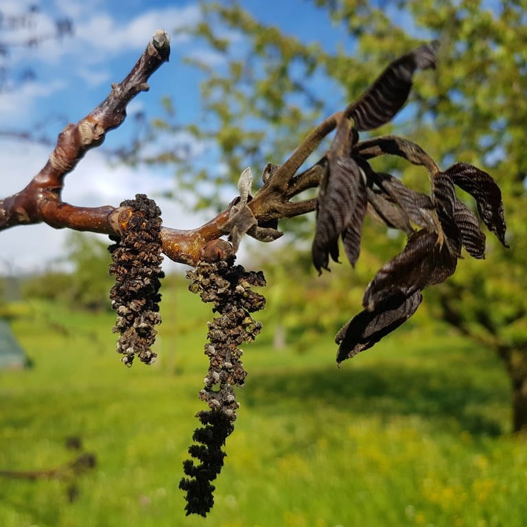 Schwarzes Laub an Walnussbäumen: Die kalten Temperaturen und der Frost haben den Reben und Obstbäumen in der Region Neckar-Alb extrem geschadet. Sie sind erfroren.