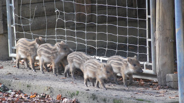 Gestreifter Nachwuchs im Wildpark Heidenheim: Insgesamt elf Frischlinge tummeln sich derzeit im Wildschwein-Gehege zwischen den Bachen.