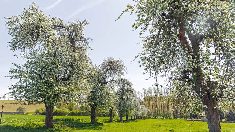 Reihe mit blühenden Apfelbäumen. Frühere Blüte wegen milder Temperaturen: Von der Ostalb bis zum Bodensee herrscht Sorge um die Obstbäume (Symboldbild).