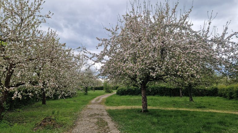 Blühende Apfelbäume auf grünen Wiesen rechts und links eines Feldwegs. Die Bäume stehen in voller Blüte, der Himmel ist bewölkt, auf dem Boden liegen Blütenblätter.