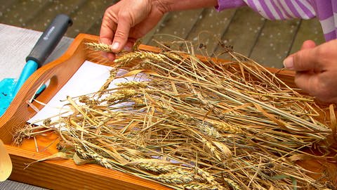 Getreidehalme liegen getrocknet auf einem Tablett.  Die zweite Getreideernte: 2019 konnte Sabine Völk schon deutlich mehr Weizen- und Gerstenhalme aus dem viele Jahrhunderte alten Saatgut einfahren. 