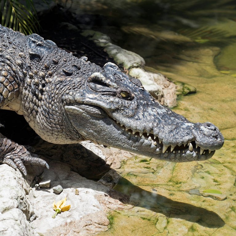 Ein Siam-Krokodil liegt an einem Gewässer. Es sieht bedrohlich aus. Um solche Krokodile ging es bei einem Polizeieinsatz in Mainz.