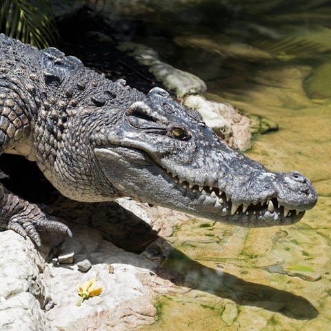 Ein Siam-Krokodil liegt an einem Gewässer. Es sieht bedrohlich aus. Um solche Krokodile ging es bei einem Polizeieinsatz in Mainz.
