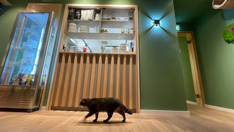In Trier hat das erste Katzencafé eröffnet