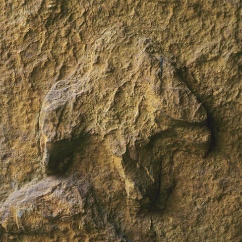 Fussspur eines Iguanodons aus der Unterkreide, Obernkirchen  Niedersachsen