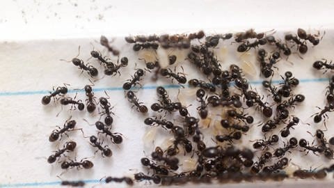 Ameisen ändern ihr Verhalten, wenn das Risiko ansteckender Krankheiten droht. 