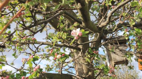 Erste Apfelblüte in Dresden im Frühjahr 2020