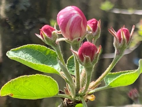 Erste Apfelblüten in TreseburgHarz am 25. April 2020