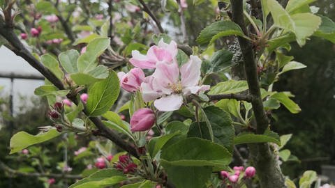 Erste Apfelblüten auf der Nordseeinsel Wangerooge, fotografiert am 27. April 2020.