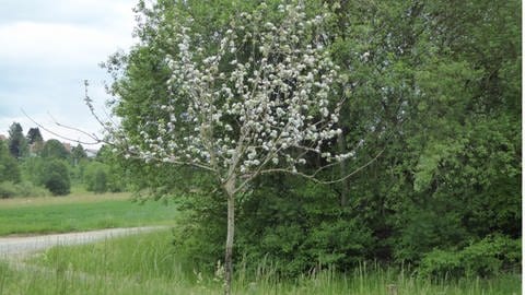 Spätblühender Taffet-Apfelbaum in Wolfegg am 23. Mai 2020