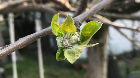 Kleine,geschlossene und noch grüne Apfelblütenknospen
