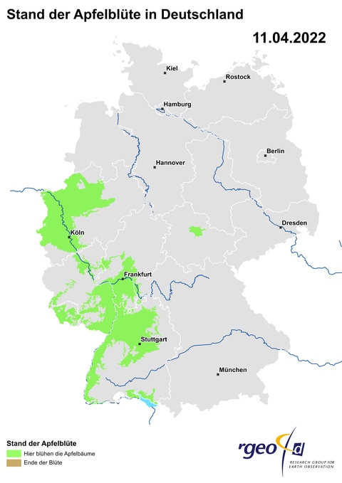 Landkarte der Ausbreitung der Apfelblüte in Deutschland am 11. April 2022. Berechnet aus den Aktionsdaten und durch Vergleich klimatisch ähnlicher Regionen.