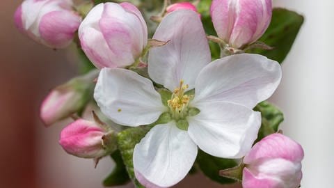Foto der ersten Apfelblüte in KirkkonummiFinnland am 25. Mai 2022