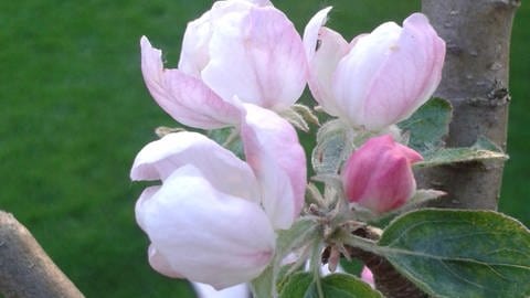 Weiße, frisch geöffnete Apfelblüten