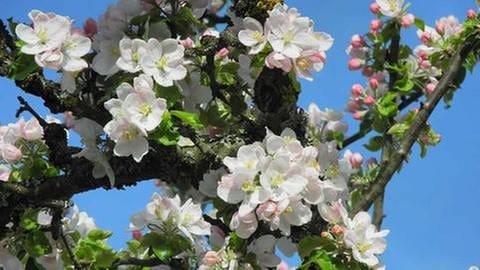 Apfelblüte in Aichhalden