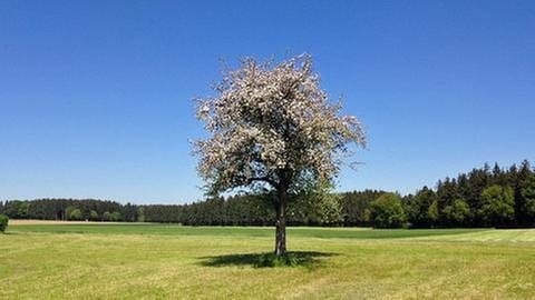 Apfelbaum in Frühling