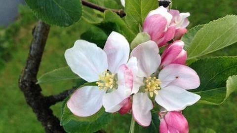 Apfelblüte in Wermelskirchen