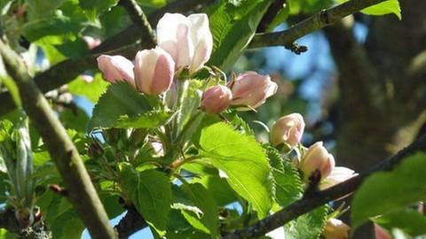 Apfelblüten Blühbeginn in Forchheim