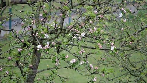 Apfelblüte in Ilsede