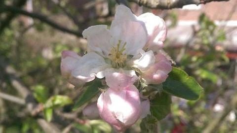 Apfelblüte in Bornheim