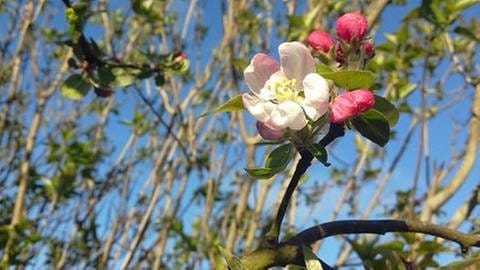 Apfelblüte in Umpeau in Frankreich