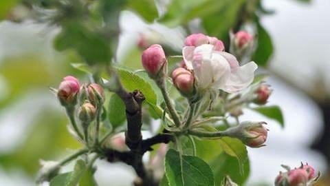 Apfelblüte in Lahr in Baden