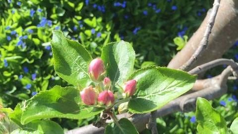 Apfelblüte in Buxheim bei Memmingen