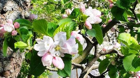 Geöffnete Apfelblüten in Calbe an der Saale