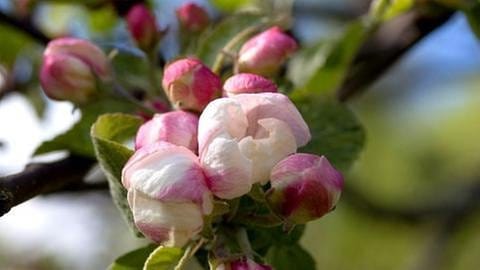 Apfelblüte Finnland Kirkkonummi