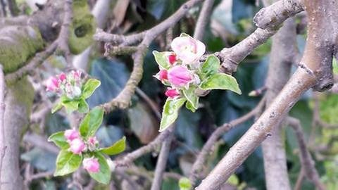 Apfelblüte in Waldkirch-Buchholz