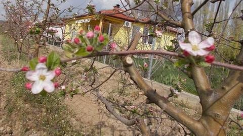 Apfelblüte Mazedonien