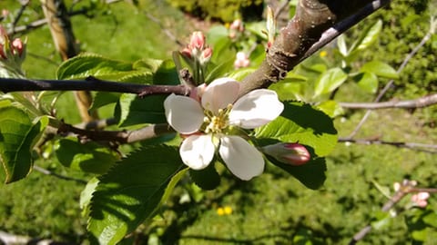 Apfelblüte in Immenstadt im Allgäu