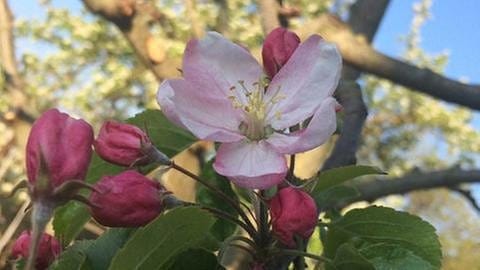 Apfelblüte in Wittislingen