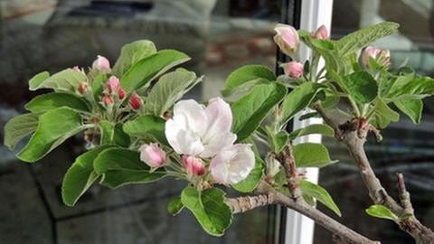 Apfelblüte in Villingen-Schwenningen