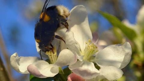 Biene sitzt auf geöffneter Apfelblüte