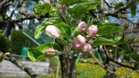 Apfelblüte in Meßstetten