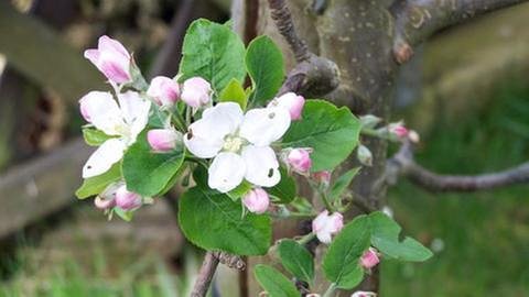 Apfelblüte in Wißgoldingen