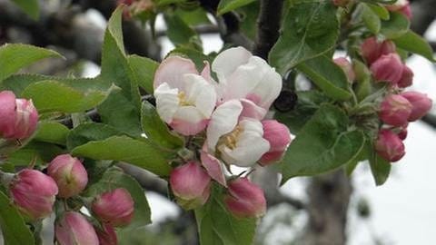 Apfeblüte in Wiggensbach
