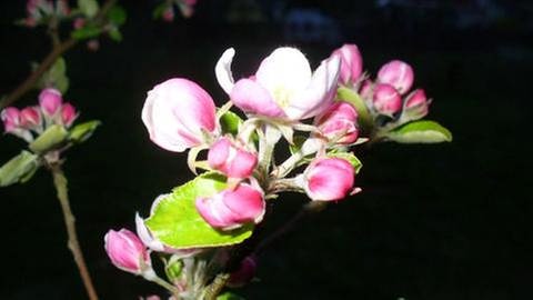 Apfelblüte in Geraberg