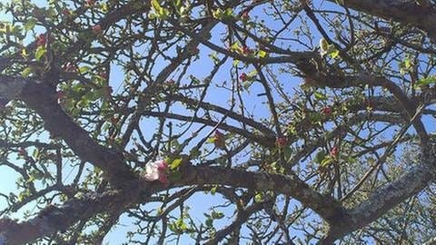 Apfelblüte Schmittenbach