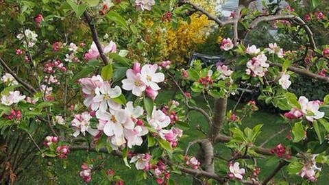 Apfelblüte Lübeck