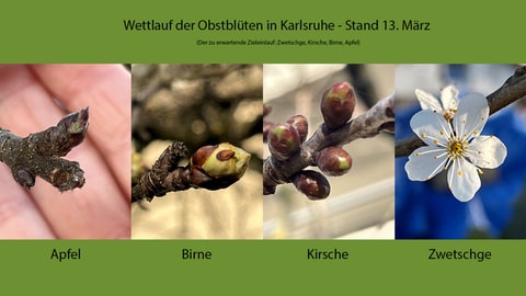 Entwicklungsstand der Blütenknospen von Apfel, Birne, Kirsche und Zwetschge am 13. März 2023 in Karlsruhe im Vergleich