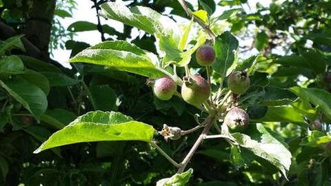 Erste Äpfel in Waldkirch